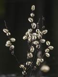 Die Weidenkätzchen sind der Blütenstand von Weiden (Salix).