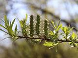 Die Weidenkätzchen sind der Blütenstand von Weiden (Salix).