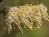 Die Weidenkätzchen sind der Blütenstand von Weiden (Salix).