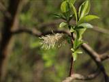 Die Weidenkätzchen sind der Blütenstand von Weiden (Salix).