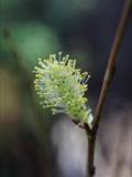 Die Weidenkätzchen sind der Blütenstand von Weiden (Salix).