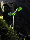 Junge Baumpflanzen die aus einem Samen durch Keimung aus dem Embryo durch Naturverjüngung entstanden sind.
