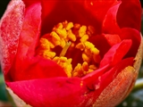 Blick in die Blüte der  Kamelie – Camellia japonica