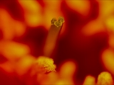 Blick in die Blüte der  Kamelie – Camellia japonica