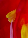 Blick in die Blüte der  Kamelie  Camellia japonica