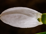 Kleines Schneeglöckchen (Galanthus nivalis), Frühblüher, Blüten sind zwittrig, Blütezeit Februar bis März, giftig