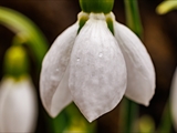 Kleines Schneeglöckchen (Galanthus nivalis), Frühblüher, Blüten sind zwittrig, Blütezeit Februar bis März, giftig