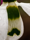 Kleines Schneeglöckchen (Galanthus nivalis), Frühblüher, Blüten sind zwittrig, Blütezeit Februar bis März, giftig