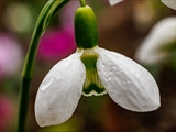 Kleines Schneeglöckchen (Galanthus nivalis), Frühblüher, Blüten sind zwittrig, Blütezeit Februar bis März, giftig