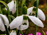 Kleines Schneeglöckchen (Galanthus nivalis), Frühblüher, Blüten sind zwittrig, Blütezeit Februar bis März, giftig