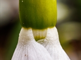 Kleines Schneeglöckchen (Galanthus nivalis), Frühblüher, Blüten sind zwittrig, Blütezeit Februar bis März, giftig