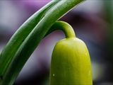 Kleines Schneeglöckchen (Galanthus nivalis), Frühblüher, Blüten sind zwittrig, Blütezeit Februar bis März, giftig