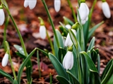 Kleines Schneeglöckchen (Galanthus nivalis), Frühblüher, Blüten sind zwittrig, Blütezeit Februar bis März, giftig