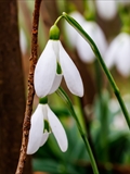 Kleines Schneeglöckchen (Galanthus nivalis), Frühblüher, Blüten sind zwittrig, Blütezeit Februar bis März, giftig