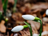 Kleines Schneeglöckchen (Galanthus nivalis), Frühblüher, Blüten sind zwittrig, Blütezeit Februar bis März, giftig