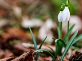 Kleines Schneeglöckchen (Galanthus nivalis), Frühblüher, Blüten sind zwittrig, Blütezeit Februar bis März, giftig