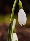 Kleines Schneeglöckchen (Galanthus nivalis), Frühblüher, Blüten sind zwittrig, Blütezeit Februar bis März, giftig