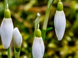 Kleines Schneeglöckchen (Galanthus nivalis), Frühblüher, Blüten sind zwittrig, Blütezeit Februar bis März, giftig