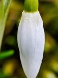 Kleines Schneeglöckchen (Galanthus nivalis), Frühblüher, Blüten sind zwittrig, Blütezeit Februar bis März, giftig