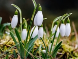 Kleines Schneeglöckchen (Galanthus nivalis), Frühblüher, Blüten sind zwittrig, Blütezeit Februar bis März, giftig