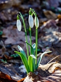 Kleines Schneeglöckchen (Galanthus nivalis), Frühblüher, Blüten sind zwittrig, Blütezeit Februar bis März, giftig