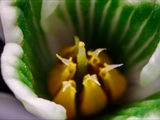 Kleines Schneeglöckchen (Galanthus nivalis), Frühblüher, Blüten sind zwittrig, Blütezeit Februar bis März, giftig