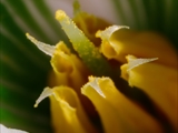 Kleines Schneeglöckchen (Galanthus nivalis), Frühblüher, Blüten sind zwittrig, Blütezeit Februar bis März, giftig