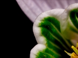 Kleines Schneeglöckchen (Galanthus nivalis), Frühblüher, Blüten sind zwittrig, Blütezeit Februar bis März, giftig