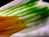 Kleines Schneeglöckchen (Galanthus nivalis), Frühblüher, Blüten sind zwittrig, Blütezeit Februar bis März, giftig