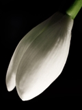 Kleines Schneeglöckchen (Galanthus nivalis), Frühblüher, Blüten sind zwittrig, Blütezeit Februar bis März, giftig