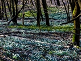 Kleines Schneeglöckchen (Galanthus nivalis), Frühblüher, Blüten sind zwittrig, Blütezeit Februar bis März, giftig,  Hier mit den gelben Winterlingen.