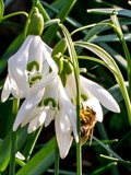 Kleines Schneeglöckchen (Galanthus nivalis), Frühblüher, Blüten sind zwittrig, Blütezeit Februar bis März, giftig,  Honigbienen sind die wichtigsten Bestäuber.