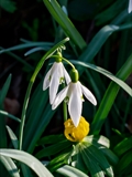 Kleines Schneeglöckchen (Galanthus nivalis), Frühblüher, Blüten sind zwittrig, Blütezeit Februar bis März, giftig,  Hier mit den gelben Winterlingen.