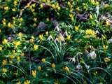 Kleines Schneeglöckchen (Galanthus nivalis), Frühblüher, Blüten sind zwittrig, Blütezeit Februar bis März, giftig,  Hier mit den gelben Winterlingen.