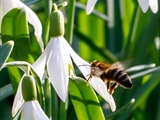 Kleines Schneeglöckchen (Galanthus nivalis), Frühblüher, Blüten sind zwittrig, Blütezeit Februar bis März, giftig,  Honigbienen sind die wichtigsten Bestäuber.