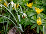 Kleines Schneeglöckchen (Galanthus nivalis), Frühblüher, Blüten sind zwittrig, Blütezeit Februar bis März, giftig,  Hier mit den gelben Winterlingen.