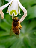 Kleines Schneeglöckchen (Galanthus nivalis), Frühblüher, Blüten sind zwittrig, Blütezeit Februar bis März, giftig,  Honigbienen sind die wichtigsten Bestäuber.