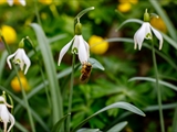 Kleines Schneeglöckchen (Galanthus nivalis), Frühblüher, Blüten sind zwittrig, Blütezeit Februar bis März, giftig,  Honigbienen sind die wichtigsten Bestäuber.