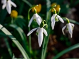 Kleines Schneeglöckchen (Galanthus nivalis), Frühblüher, Blüten sind zwittrig, Blütezeit Februar bis März, giftig,  Hier mit den gelben Winterlingen.