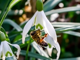 Kleines Schneeglöckchen (Galanthus nivalis), Frühblüher, Blüten sind zwittrig, Blütezeit Februar bis März, giftig.  Honigbienen sind die wichtigsten Bestäuber.