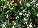 Kleines Schneeglöckchen (Galanthus nivalis), Frühblüher, Blüten sind zwittrig, Blütezeit Februar bis März, giftig,  Hier mit den gelben Winterlingen.