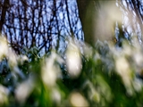 Kleines Schneeglöckchen (Galanthus nivalis), Frühblüher, Blüten sind zwittrig, Blütezeit Februar bis März, giftig