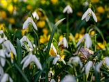 Kleines Schneeglöckchen (Galanthus nivalis), Frühblüher, Blüten sind zwittrig, Blütezeit Februar bis März, giftig,  Honigbienen sind die wichtigsten Bestäuber.