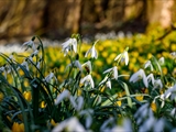 Kleines Schneeglöckchen (Galanthus nivalis), Frühblüher, Blüten sind zwittrig, Blütezeit Februar bis März, giftig,  Hier mit den gelben Winterlingen.