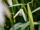 Kleines Schneeglöckchen (Galanthus nivalis), Frühblüher, Blüten sind zwittrig, Blütezeit Februar bis März, giftig