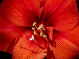 Amaryllis (hippeastrum reginae), Blick in die Blüte, Staubbeutel + Narbe