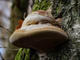 Als Baumpilze werden Pilze bezeichnet, die Holz besiedeln und abbauen.