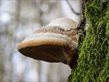 Als Baumpilze werden Pilze bezeichnet, die Holz besiedeln und abbauen.