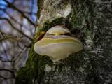 Als Baumpilze werden Pilze bezeichnet, die Holz besiedeln und abbauen.