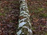 Als Baumpilze werden Pilze bezeichnet, die Holz besiedeln und abbauen.